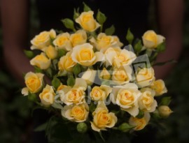 4 good yellow*