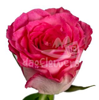 simply pink