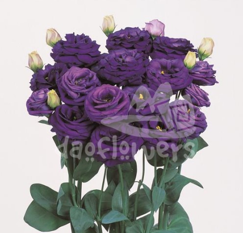 rosita 3 blue