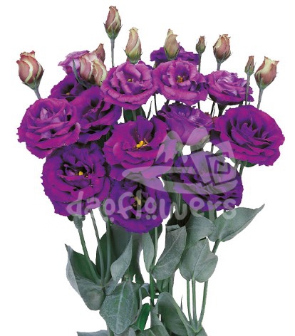 rosita 4 purple
