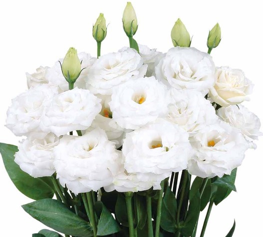 rosita 4 white