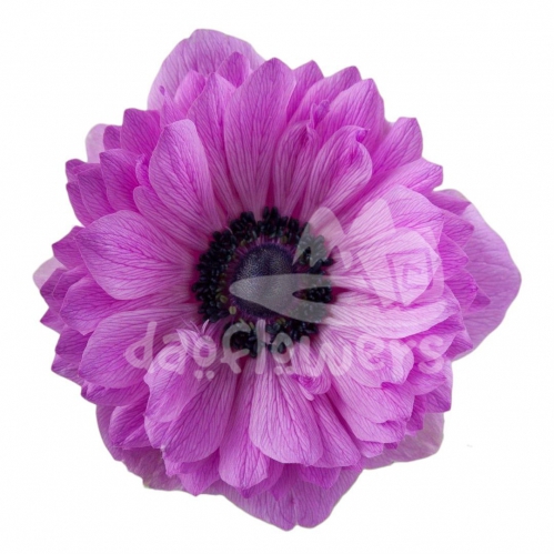 levante hot pink