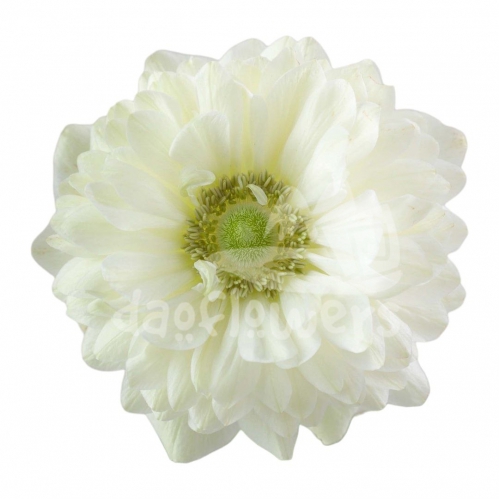 levante white