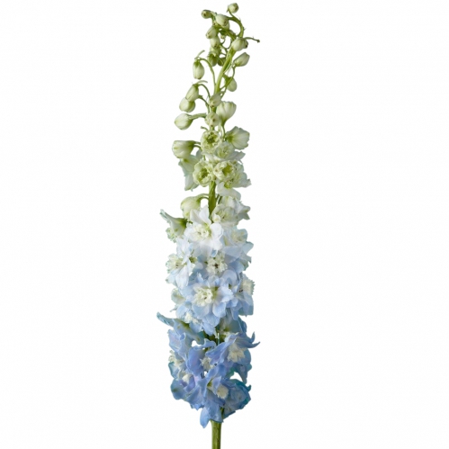 Hybrid Blue