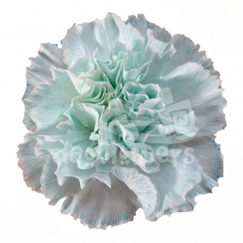 Candy Blue PNT