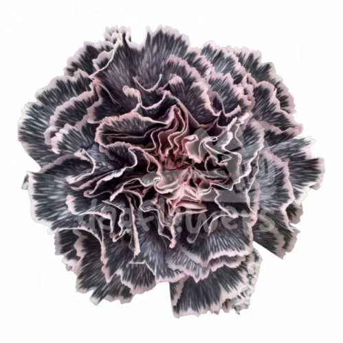Dark Pink Edge PNT