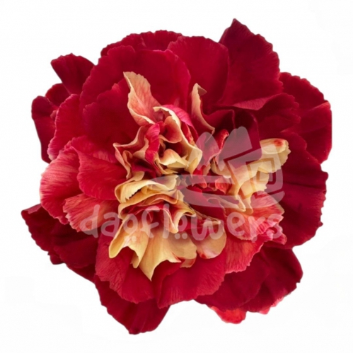 Golden Flame PNT