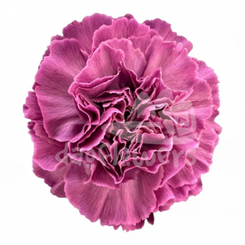 Inspire Lilac PNT