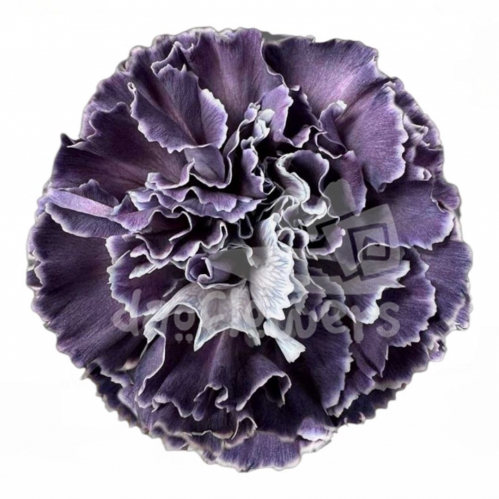 Onyx (Conejera) PNT