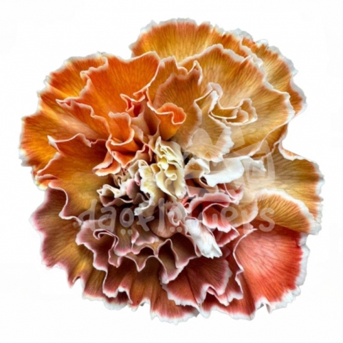 Rainbow Fall PNT