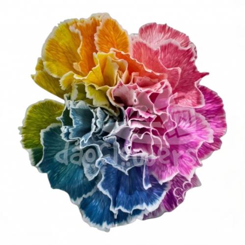 Rainbow Dark PNT