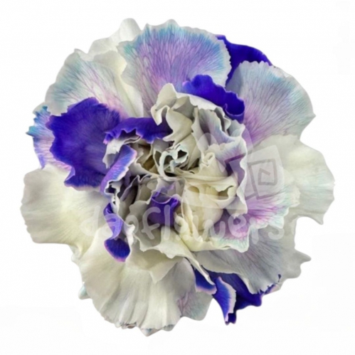 Violet Ice PNT