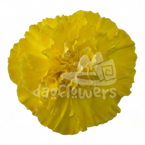 Yellow PNT