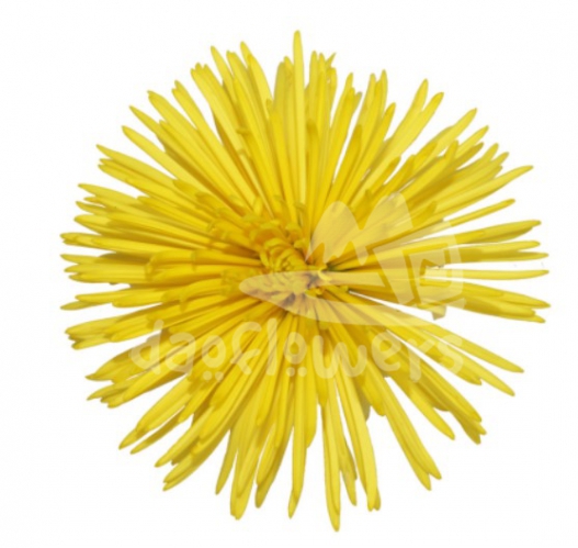 Calafuria Sunny