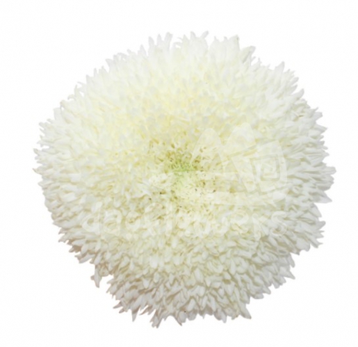 Etrusko White