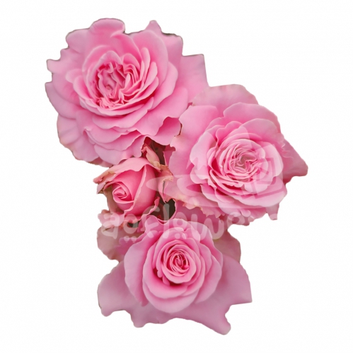 passion in pink*