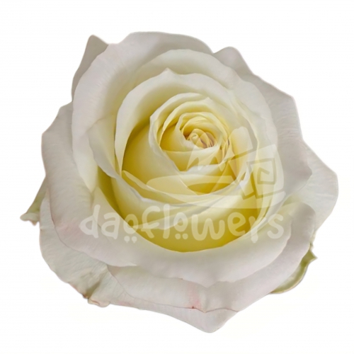 opaline