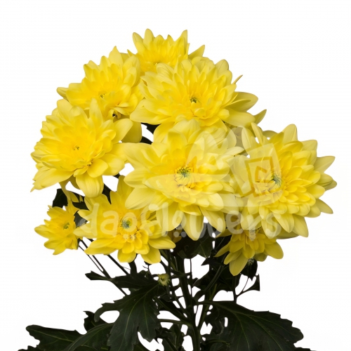 Pina Colada Yellow