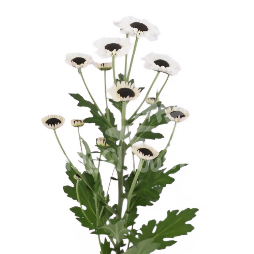 Patrese White