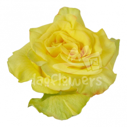 high & yellow magic