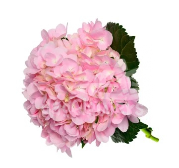 dream pink natural
