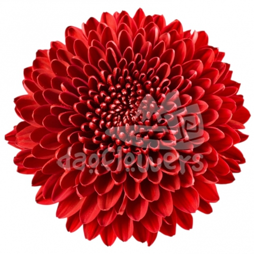 Vanya Red