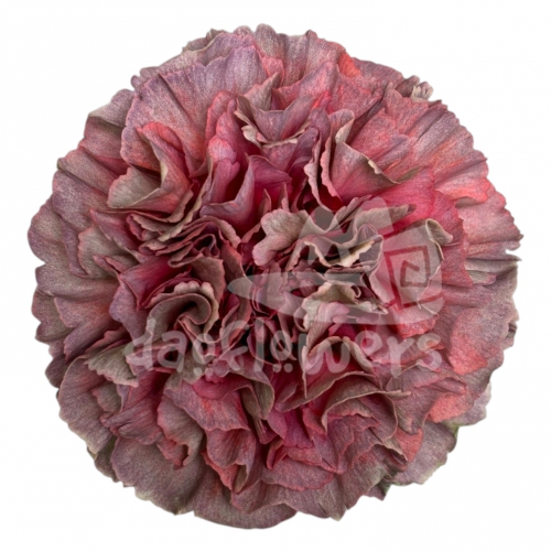 Opium Thrill