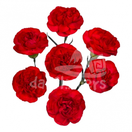 rubrum*