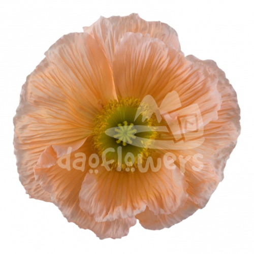 poppy salmone