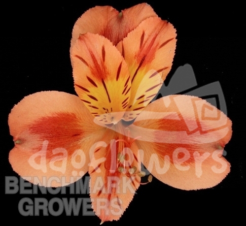 Orange Unique