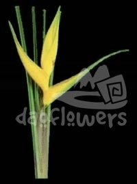 island yellow