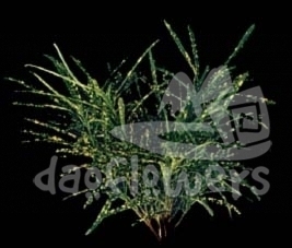 croton tip, thin
