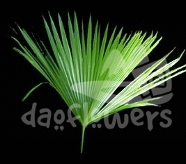 palm, umbrella
