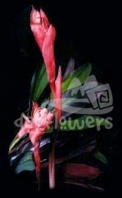 torch red
