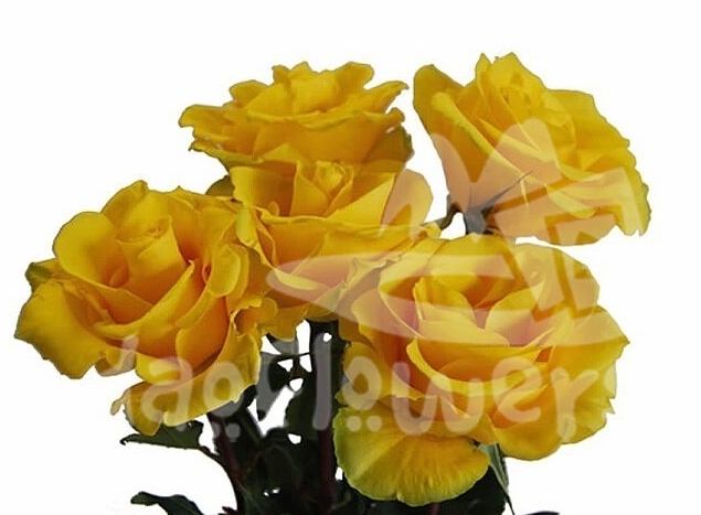yellow coral
