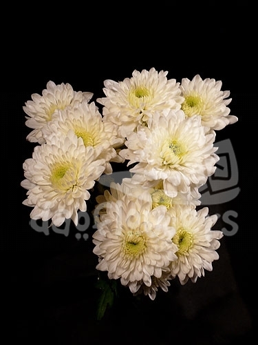 white polaris