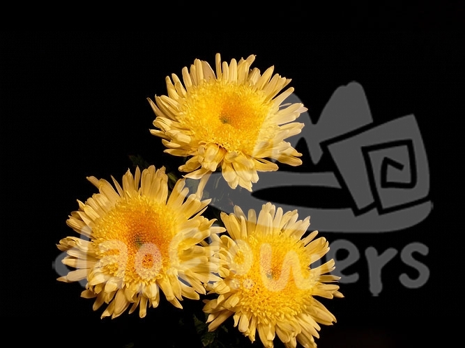 eleonora yellow