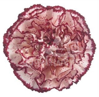 cream viana