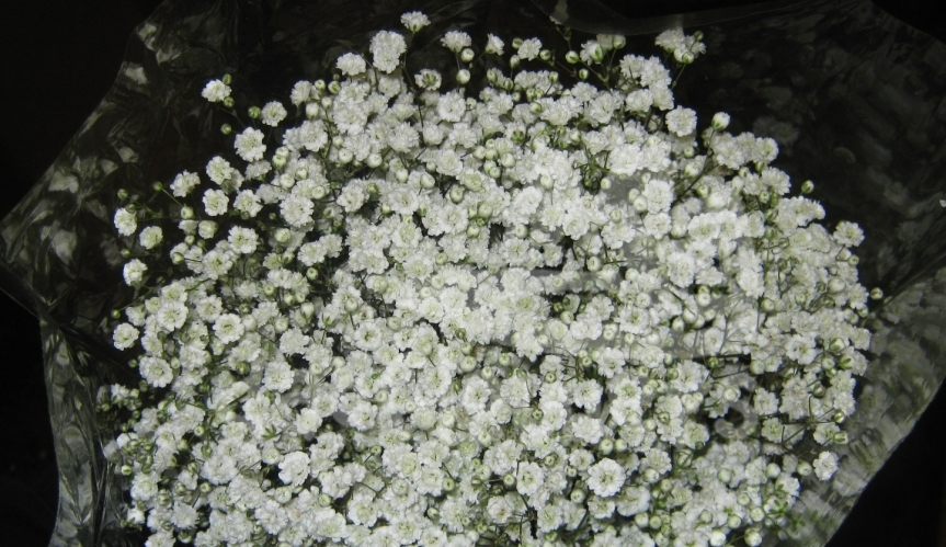 blossom