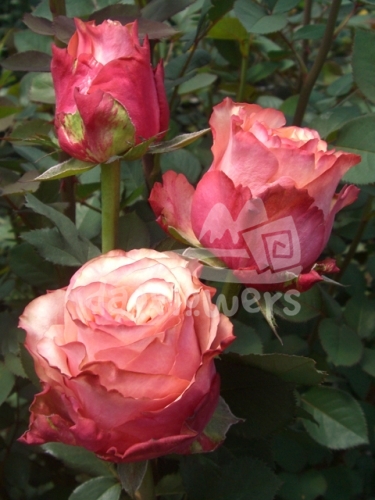 art rose