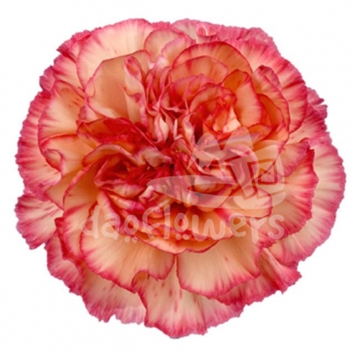 Orange Viana