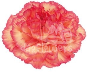 Olympia Orange