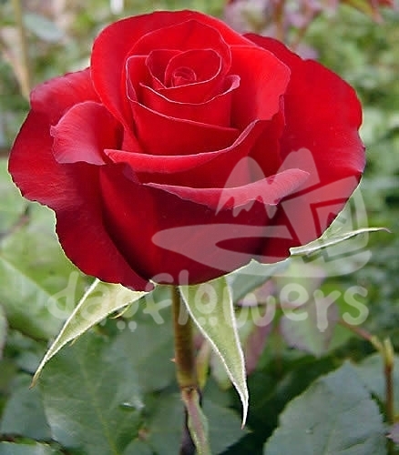 red jevel