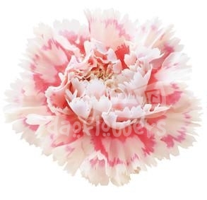 Nobbio Pink Delight