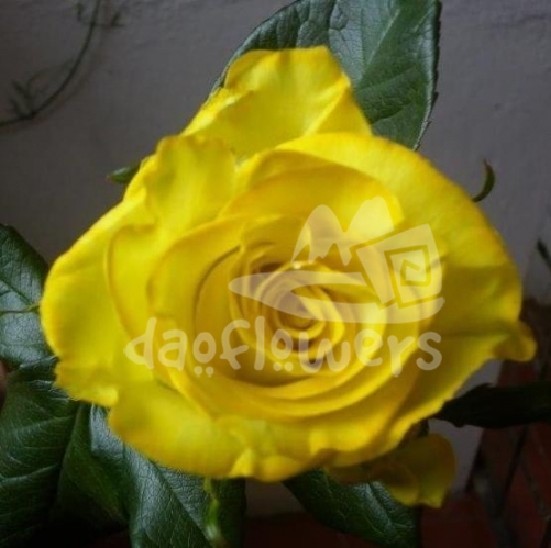 yellow mondial