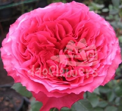 campanella hot pink