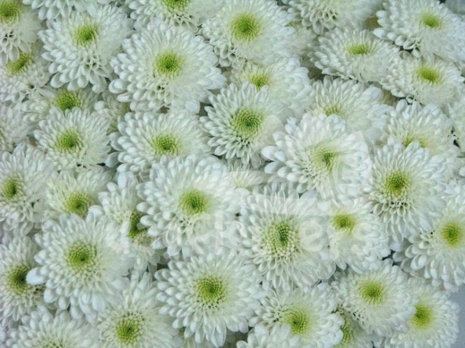 eagle white