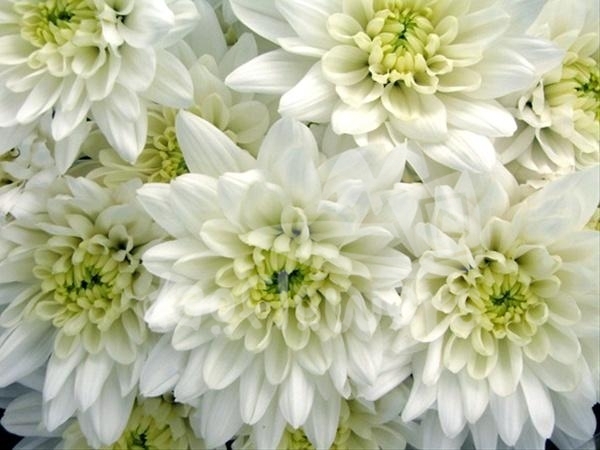 Baltica White