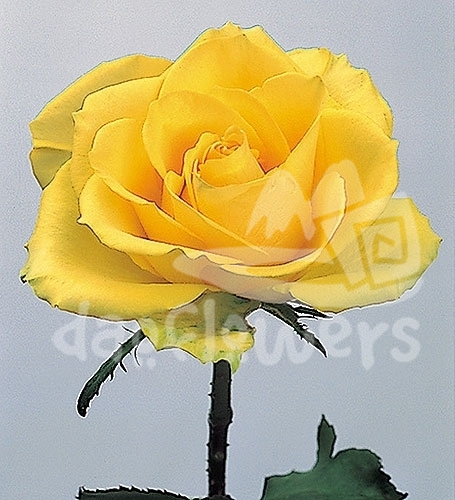 yellow unique
