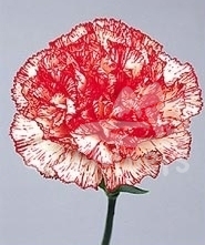 Farfalla